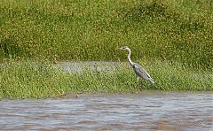 Gray Heron